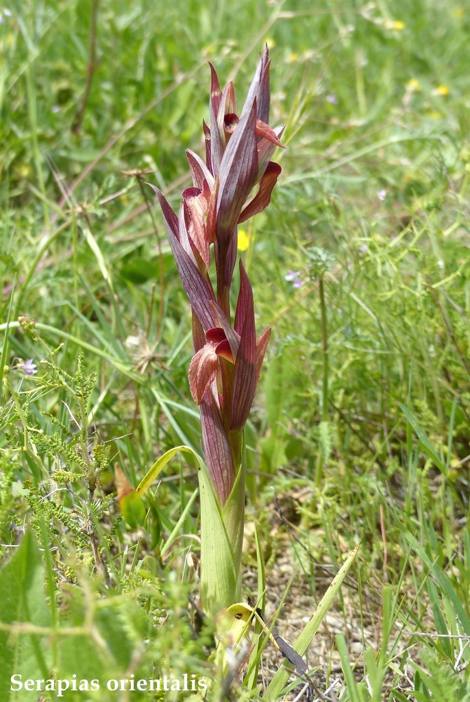 Grecia 23_25 aprile 2016  un fine settimana tra le orchidee.